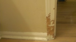 Not the markings of an intelligent creature.